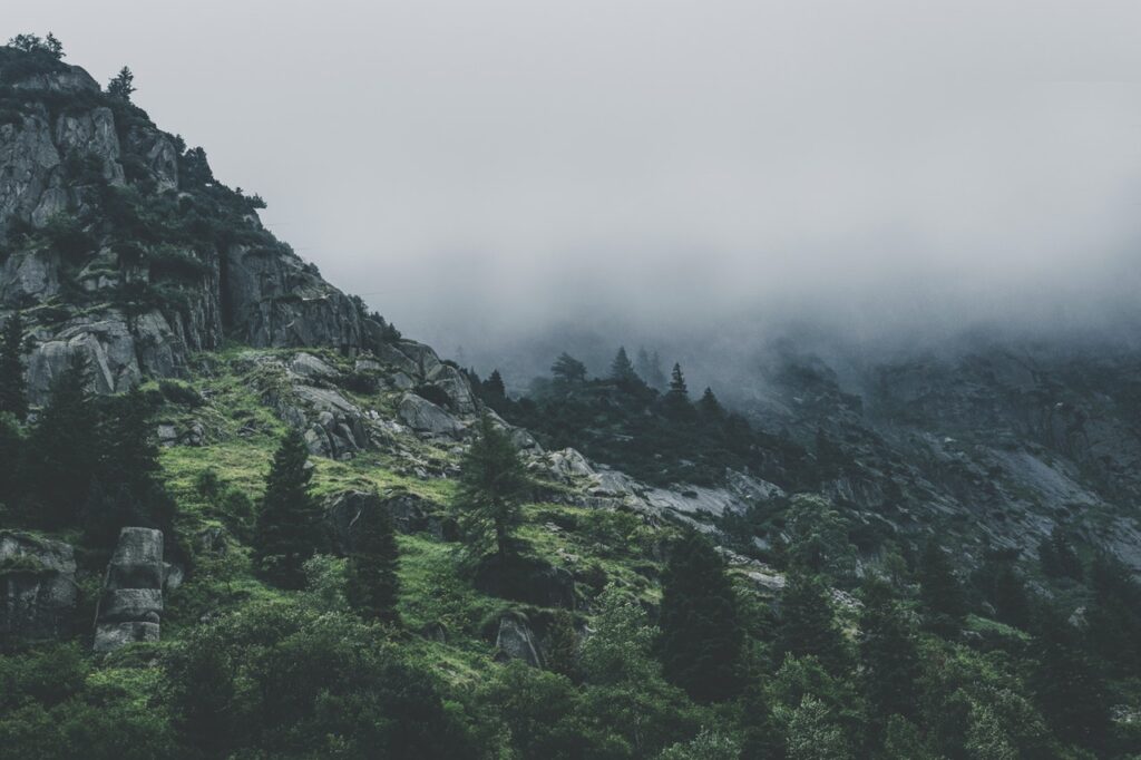 Servicios green leafed trees during fog time 167684.jpg